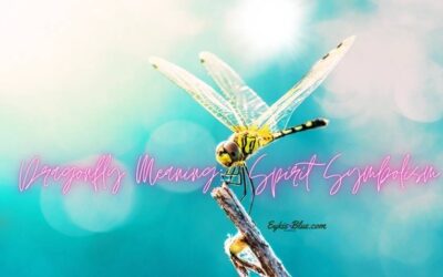 Dragonfly Meaning: Spirit Symbolism